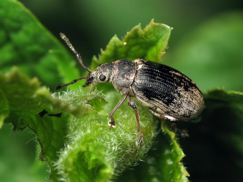 Phyllobius pyri (Linnaeus, 1758)